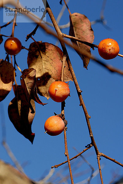 Ripe common persimmon fruit (Diospyros virginiana). Sneads Ferry,  NC.