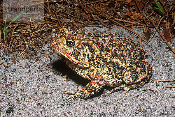 Southern toad (Bufo terrestris) in Highlands County,  Florida.