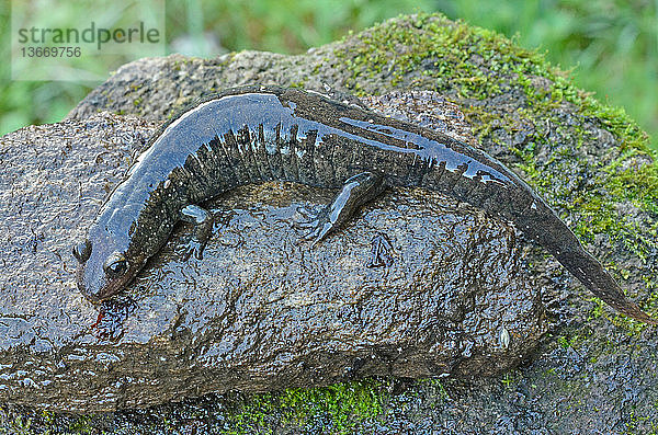 Black-bellied Salamander (Desmognathus quadramaculatus),  Great Smoky Mountains National Park,  North Carolina.