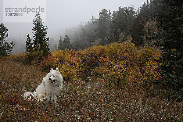 A samoyed dog in the Colorado wilderness. Samoyeds were bred in Siberia as herding and sled dogs.