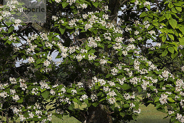 Catalpa tree (Catalpa speciosa) in bloom near Geuda Springs,  Kansas,  in spring.