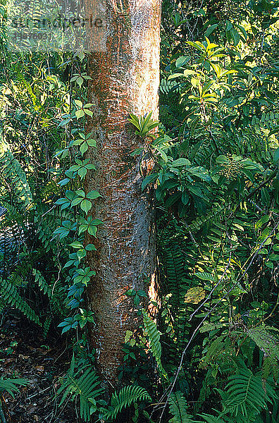 Gumbo limbo (Bursera simaruba) tree in Everglades National Park,  Florida. This sub-tropical tree is also know as the tourist tree,  because its peeling red bark is reminiscent of Florida visitors.