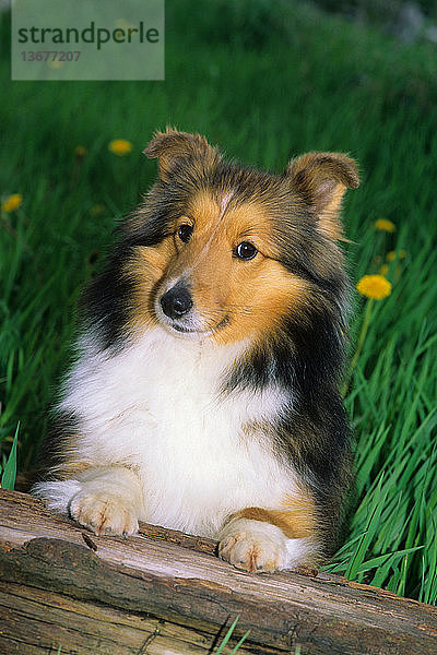 Shetland sheepdog or Sheltie,  a herding breed.