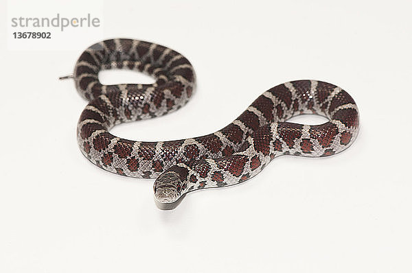 Lampropeltis triangulum,  commonly known as a milk snake,  a common non-poisonous snake of North America.