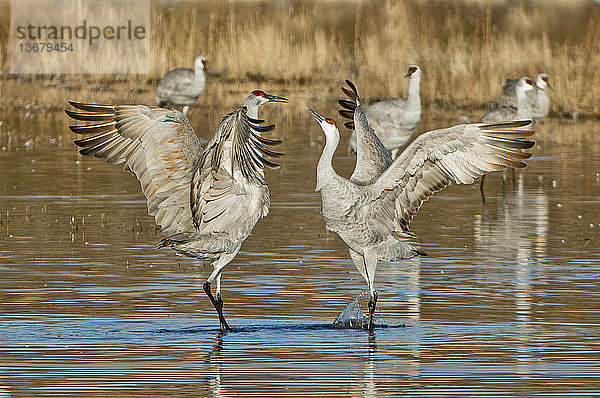 Sandhill Cranes (Grus canadensis) dancing.