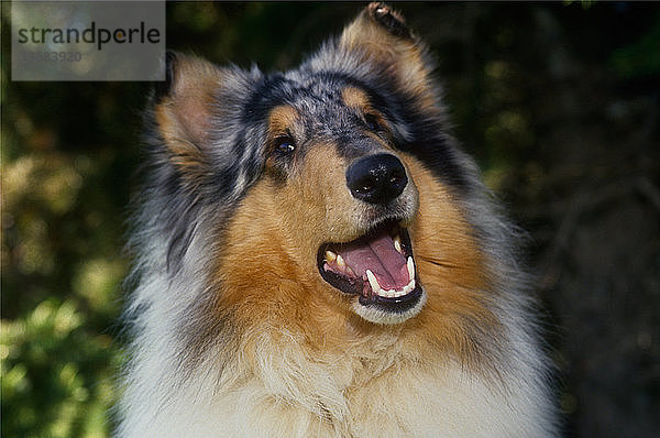 Portrait of a happy rough collie dog.
