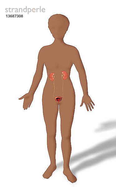 Illustration outlining a female african-american's body showing the anatomy of the urinary system,  including the kidneys,  bladder and ureter.