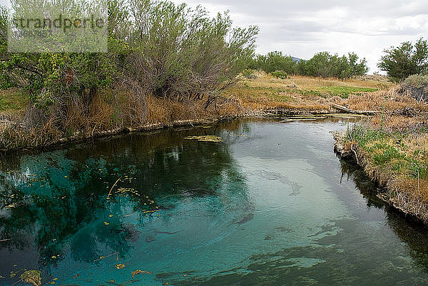 Crystal Spring,  an oasis in Ash Meadows National Wildlife Refuge,  Nevada.