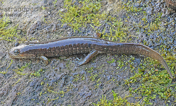 Black-bellied Salamander (Desmognathus quadramaculatus),  Great Smoky Mountains National Park,  North Carolina.