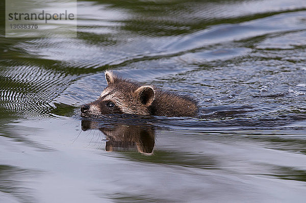 Raccoon (Procyon lotor) swimming.