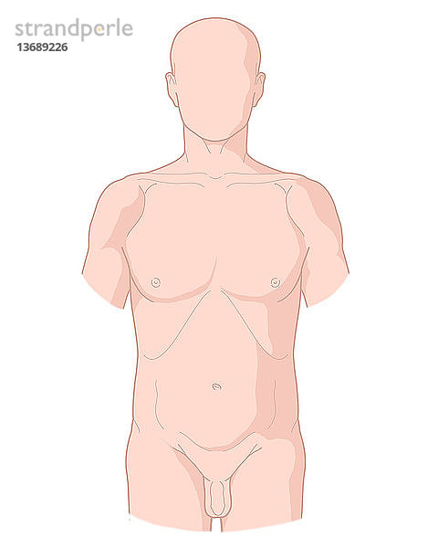 Adult male torso anterior anterior view illustration.