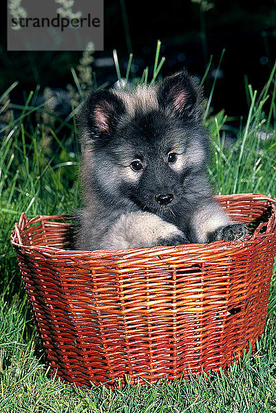 Keeshond pup in wicker basket.