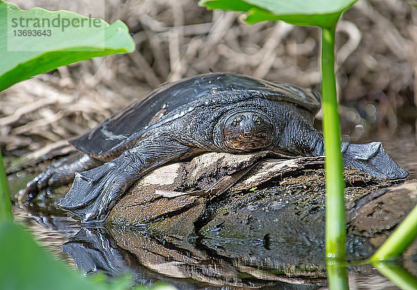 Florida Softshell Turtle (Apalone ferox); Wekiva River,  FL; Nov