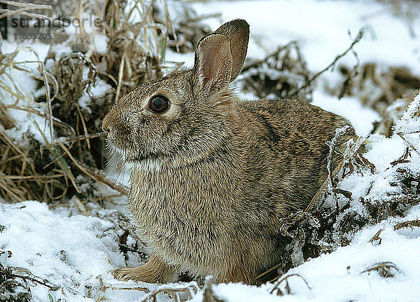 Cottontail Rabbit (Sylvilagus floridanus) in the snow,  Ohio.