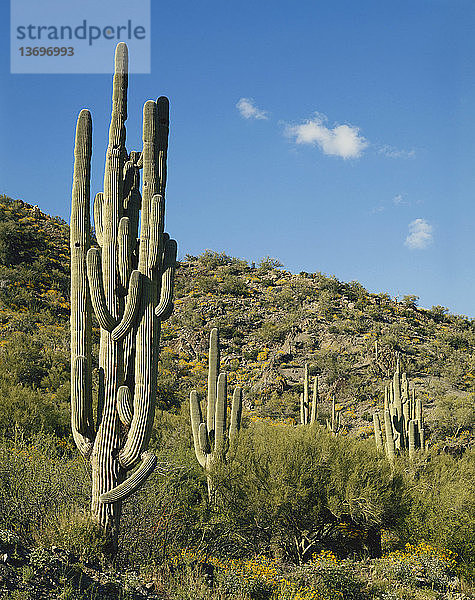 Saguaro cactus (Cereus giganteus) in the Sonoran Desert,  Arizona. Note the nest holes,  carved out by birds.