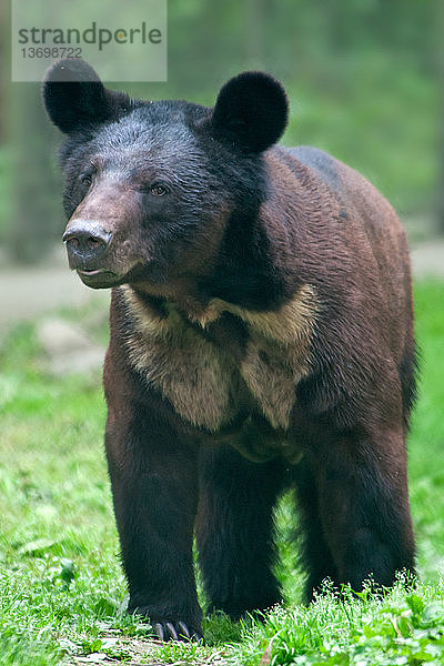 Hybrid brown / Asian black bear,  Asia Foundation Sanctuary,  Chengdu,  China.