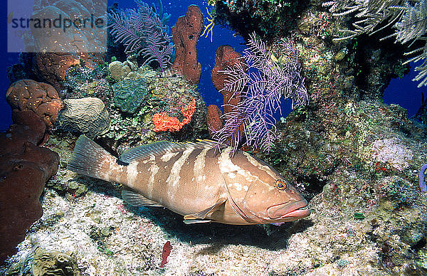 Nassau grouper (Epinepheius striatus) at a cleaning station where cleaner fish or shrimp remove debris and parasites.