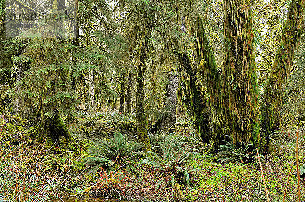 Quinault Rainforest,  Olympic National Park,  Washington. Much of the coastal region of Olympic National Park is a true temperate rainforest,  receiving up to 12 feet of rain a year. In these perpetually wet conditions,  mosses and clubmosses are able to colonize virtually every available space,  including tree trunks. On the ground are sword ferns,  Polystichum munitum.