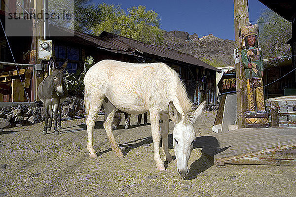 Wild Burros (Equus asinus); Oatman,  Arizona.