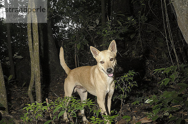 Feral dogs (Canis lupus familiaris) on a karst limestone hill in the Kinta Valley,  Perak,  Malaysia. Camera trap.