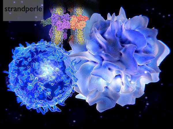 Computer illustration of a dendritic cell (light blue) and a t-cell (bright blue) interacting. Both cells are components of the body's immune system. Dendritic cells are antigen-presenting cells (APCs),  that is,  they present pathogens or foreign molecules (antigens) to other cells of the immune system to be eliminated. T-cells are activated by dendritic cells to effect an immune response.