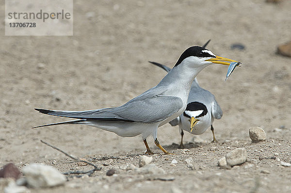 Least Terns (Sterna antillarum) posturing for mating,  southern US.