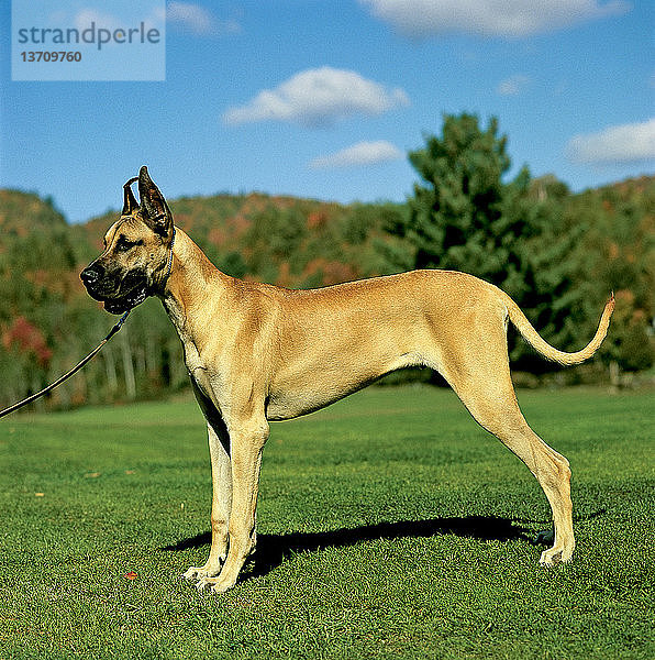 Great Dane,  a very ancient breed of dog that displays power and elegance.