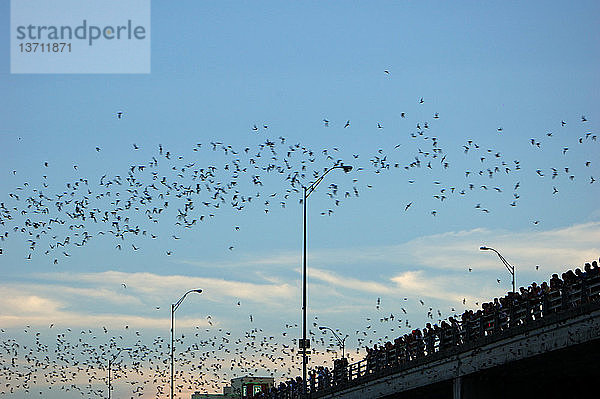 A flock of Mexican Free-tailed Bats (Tadarida brasiliensis) emerging from their roosts under the Congress Street Bridge in Austin,  Texas. July,  2006.
