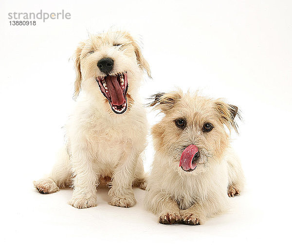 Mongrel and Jack Russell Terrier Dogs