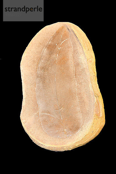 Fossil Seed Fern Leaf