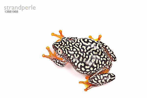Starry Night Reed Frog