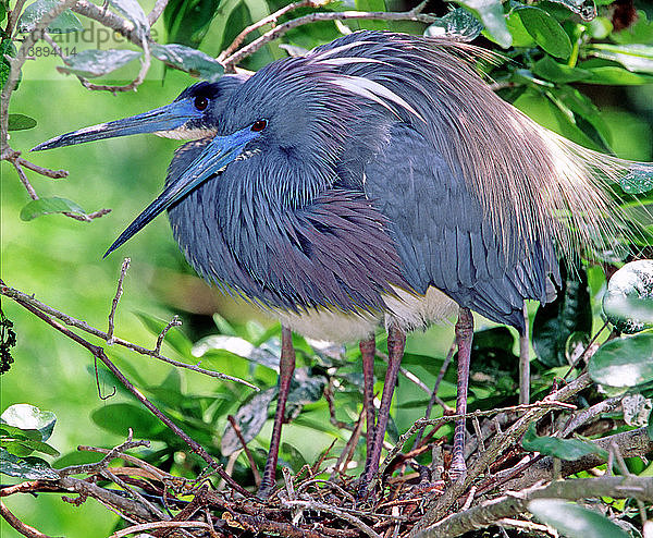 Pair of Tricolored Heron at nest