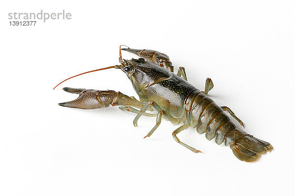 Cambarid crayfish