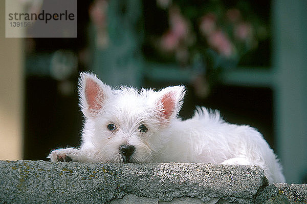 West Highland Terrier puppy resting