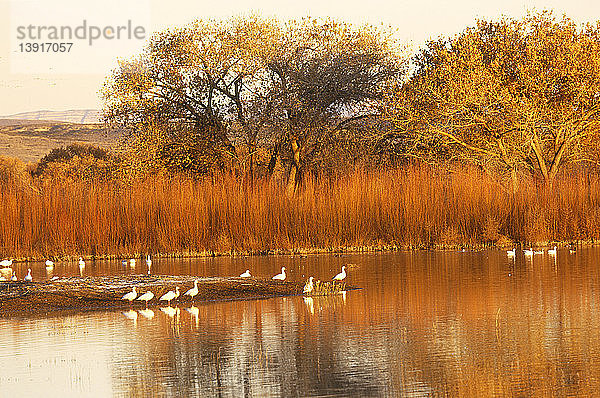 Snow Geese (Chen caerulescens) at rest