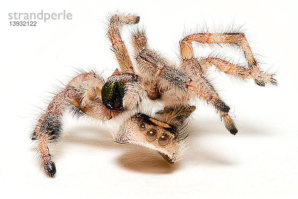 Jumping spider exoskeleton