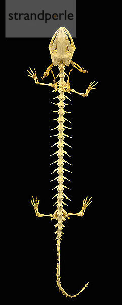 Salamander Skeleton