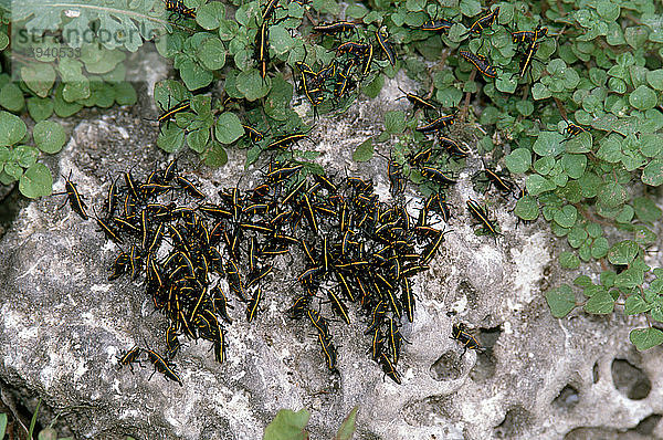 Eastern Lubber Grasshopper Nymphs