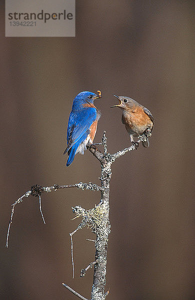 Eastern Bluebird Pair