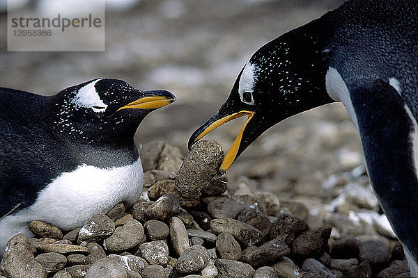 Gentoo Penguins bonding