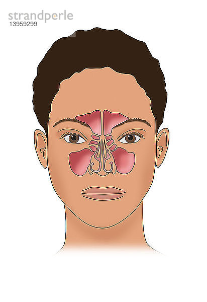 Sinus Anatomy,  Illustration