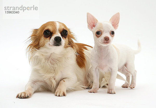 Chihuahua and Puppy