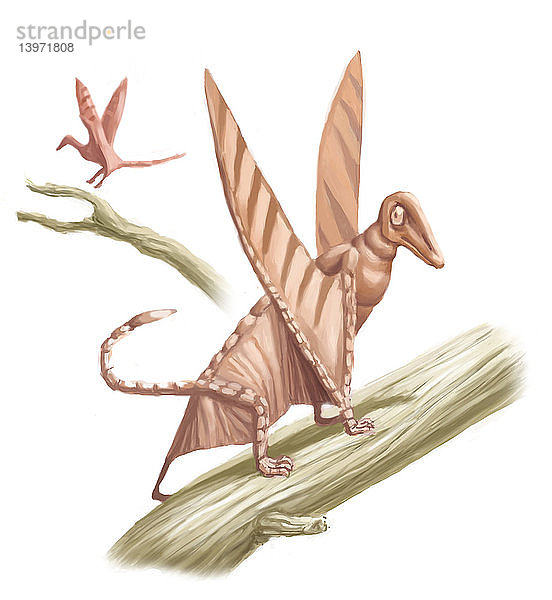 Pterandon,  Illustration