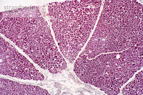 Human Pancreas Section,  LM