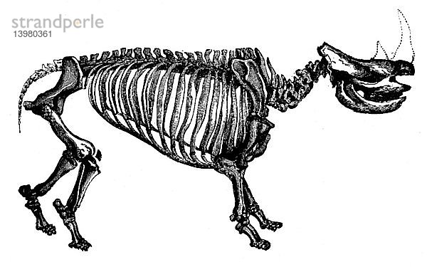Woolly Rhino,  Cenozoic Mammal
