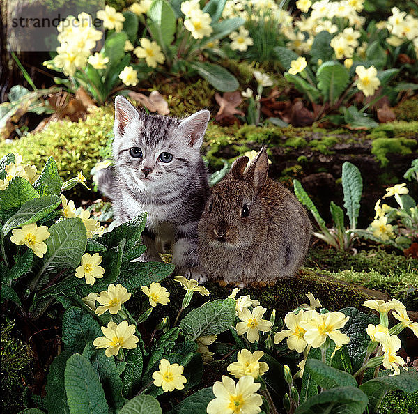 Tabby kitten and wild rabbit