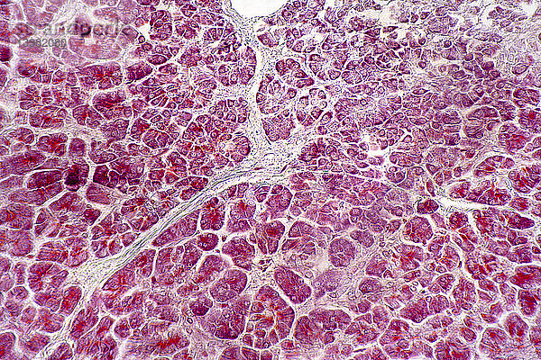 Human Pancreas Section,  LM