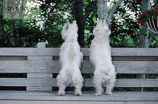 West Highland Terrier pair watching squirrel