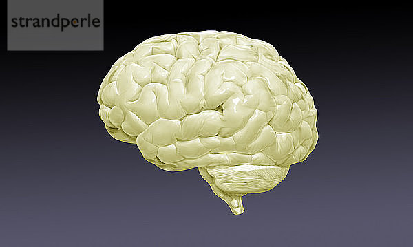 Brain External Anatomy,  Illustration