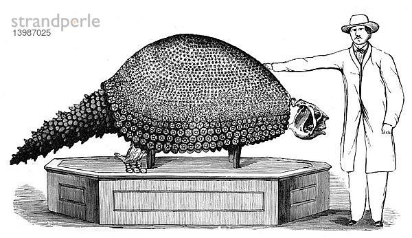 Glyptodon,  Cenozoic Mammal